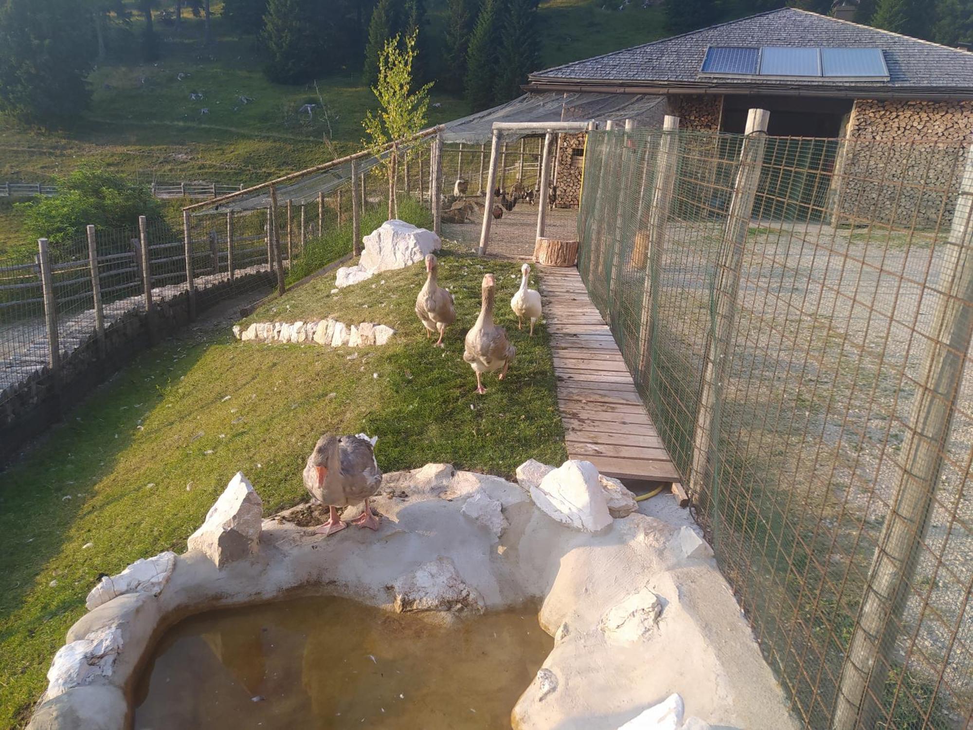 Apartament Casa Zucol Sarnonico Zewnętrze zdjęcie